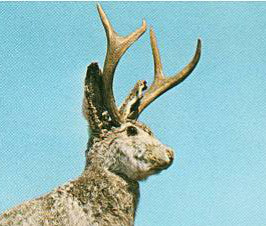 The Origin Of "The Jackalope"